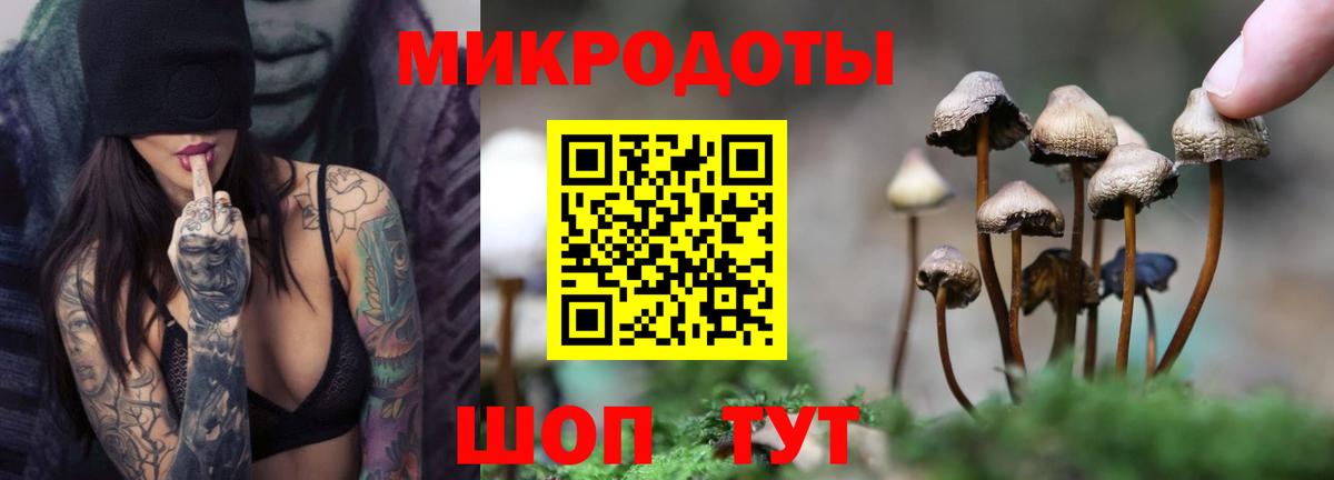 Псилоцибиновые грибы Psilocybe Тихвин